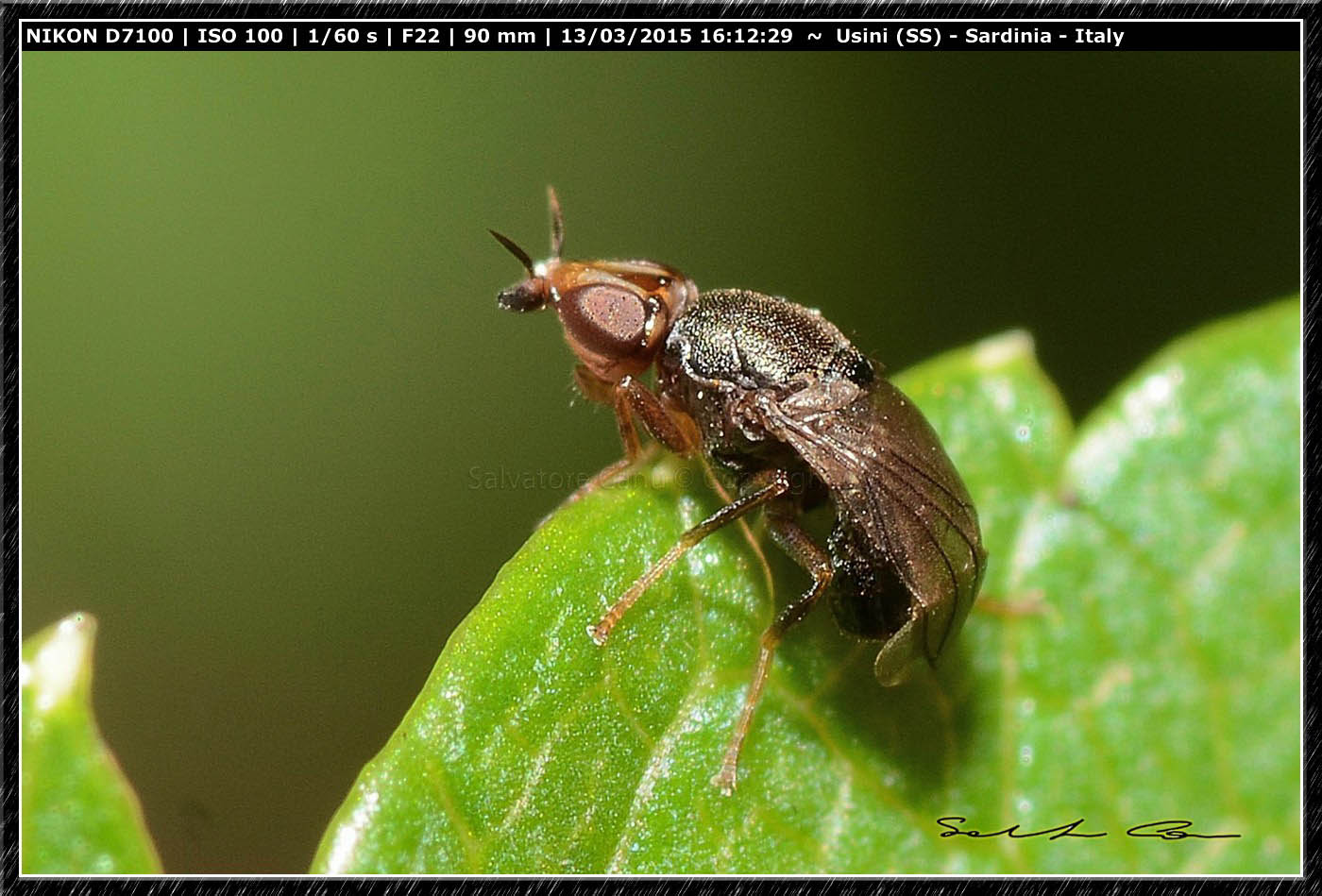 Piccolo dittero da id.: Camarota curvipennis (Cloropidae)